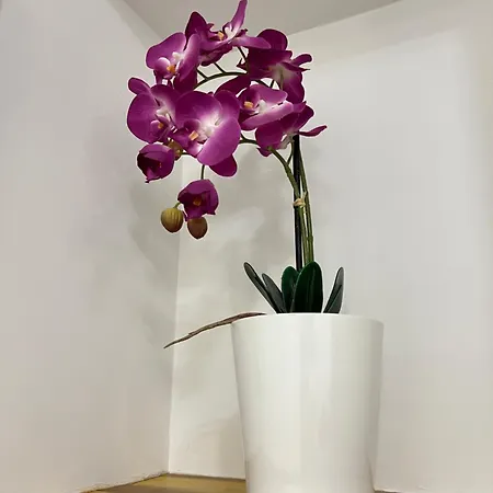 Апартаменти Cozy